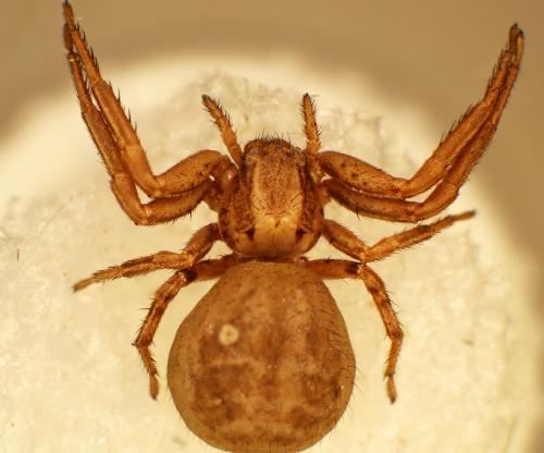 Xysticus kochi